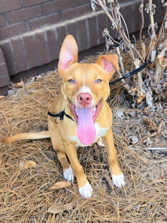 Enlarge Woody, a Adoptable mixed breed in Douglasville, GA image 6/6