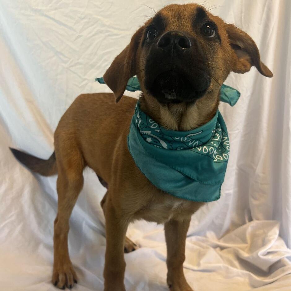 Outlook, Adoptable, Puppy Male Mixed Breed.