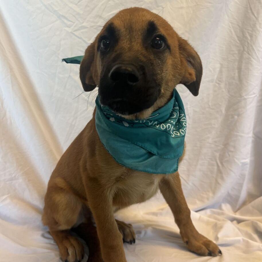 Enlarge Outlook, a Adoptable Mixed Breed in Canal Winchester, OH image 2/2