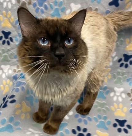 SAWYER, Adoptable, Adult Male Domestic Medium Hair & Domestic Short Hair.