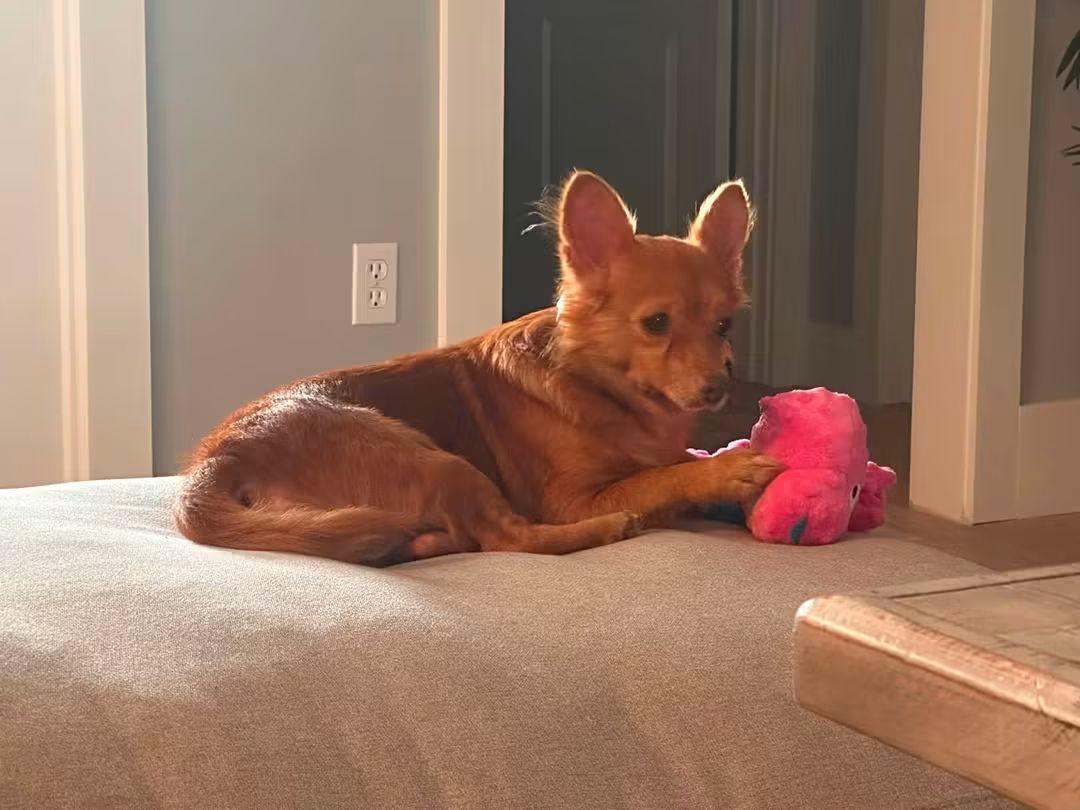 Enlarge Dolly, a Adoptable mixed breed in Fort Walton Beach, FL image 4/5