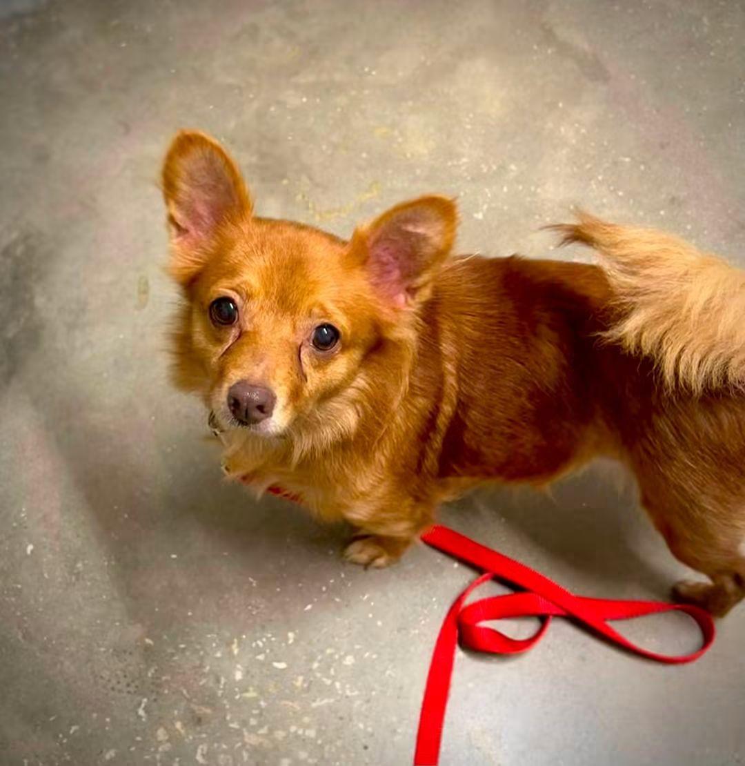 Enlarge Dolly, a Adoptable mixed breed in Fort Walton Beach, FL image 1/5