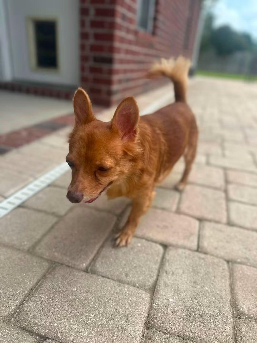 Enlarge Dolly, a Adoptable mixed breed in Fort Walton Beach, FL image 3/5