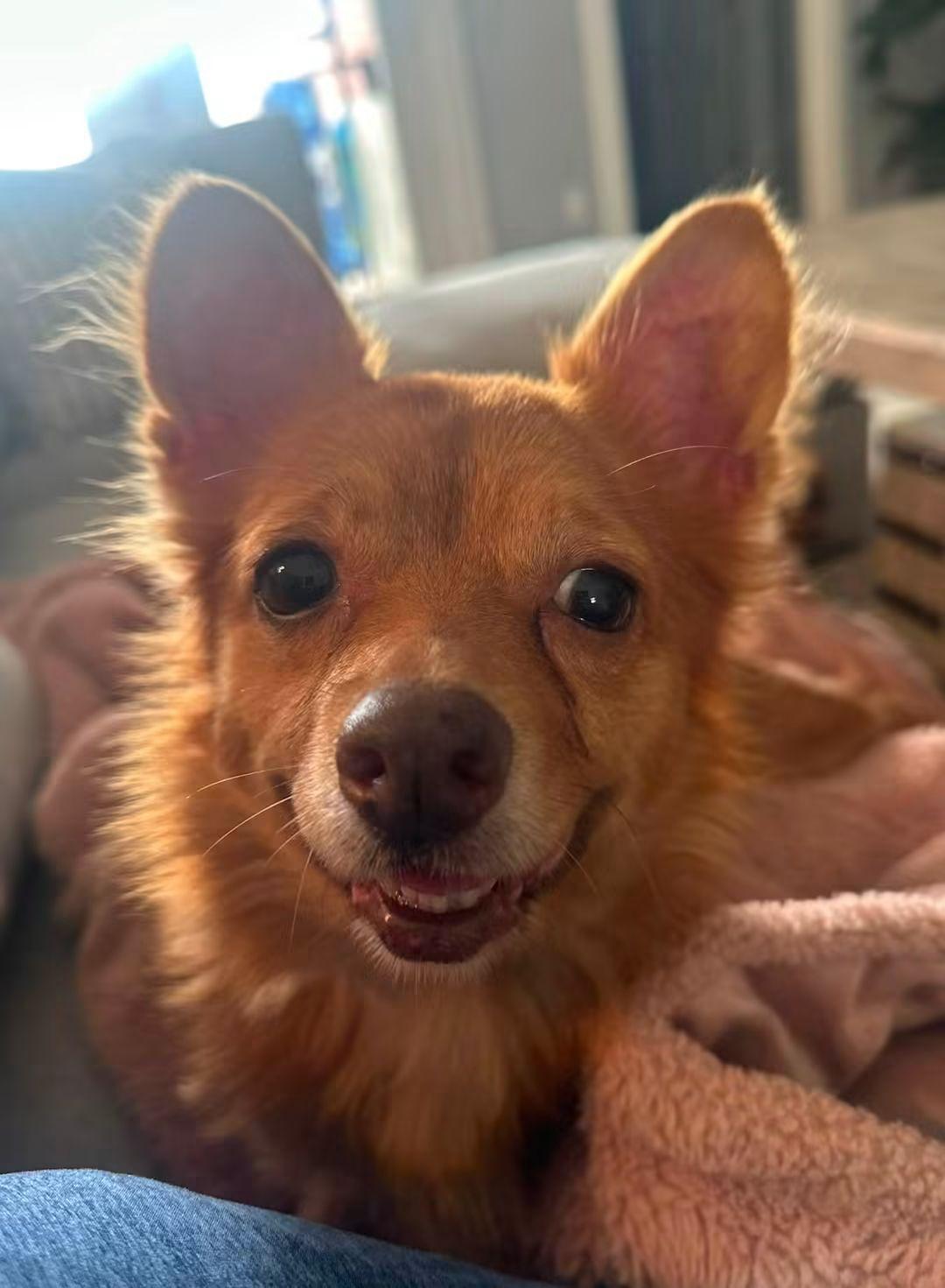 Enlarge Dolly, a Adoptable mixed breed in Fort Walton Beach, FL image 2/5