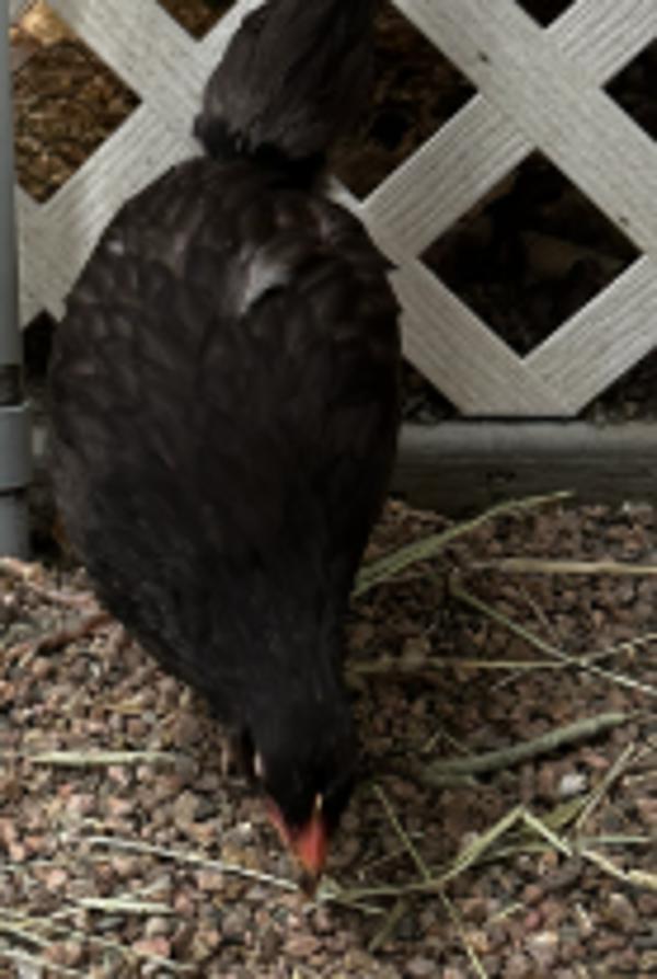 Enlarge Penguin, a Adoptable mixed breed in Golden, CO image 1/1