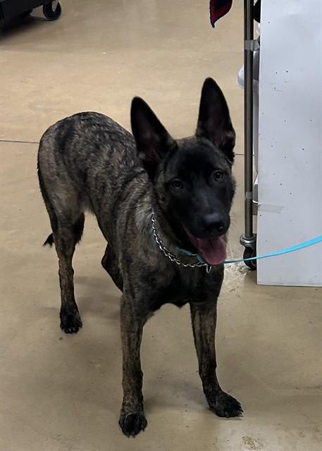 DASHER, Adoptable, Young Male Dutch Shepherd.