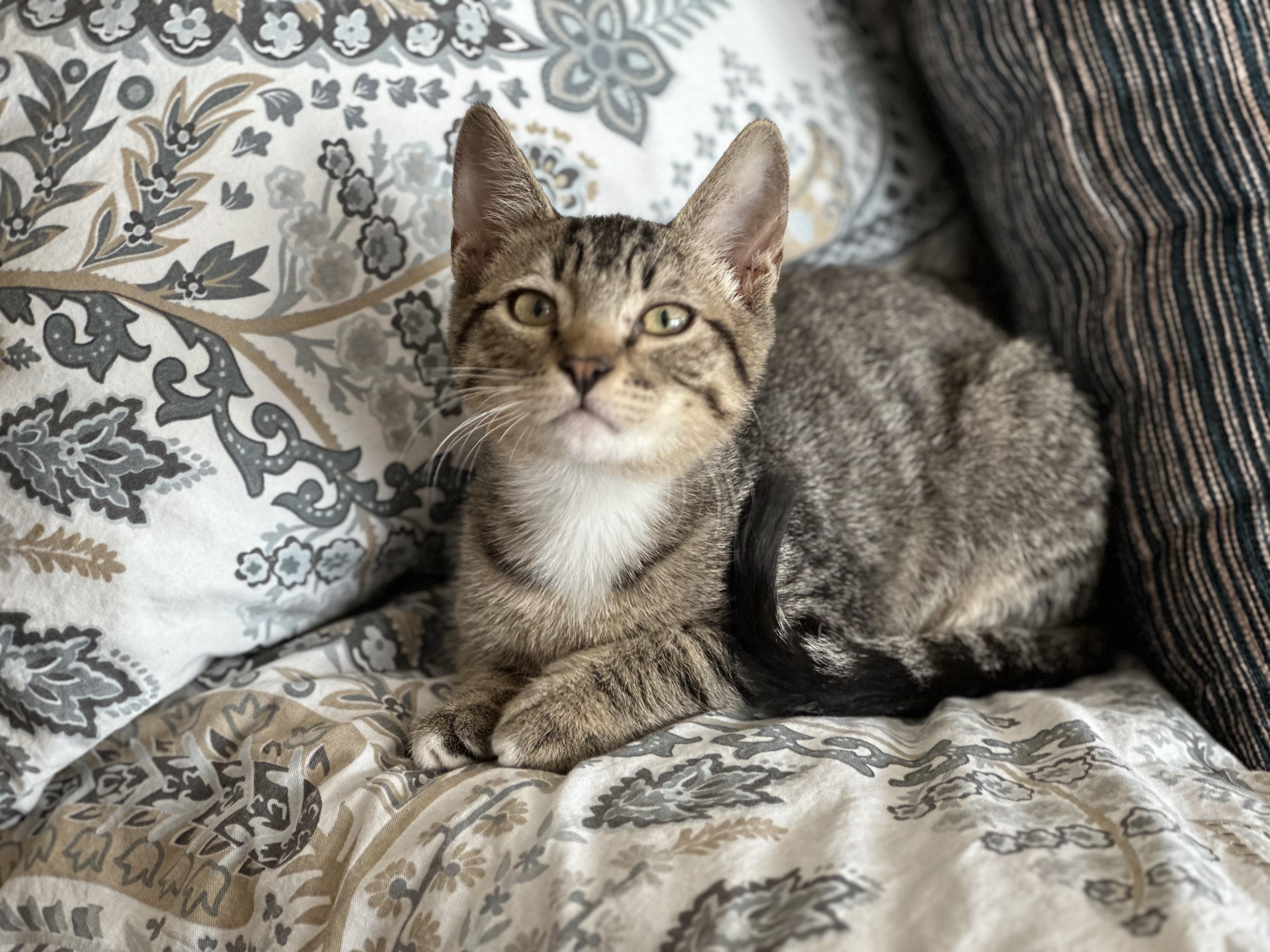 Han, a Adoptable mixed breed in Tracy, CA image 3/4