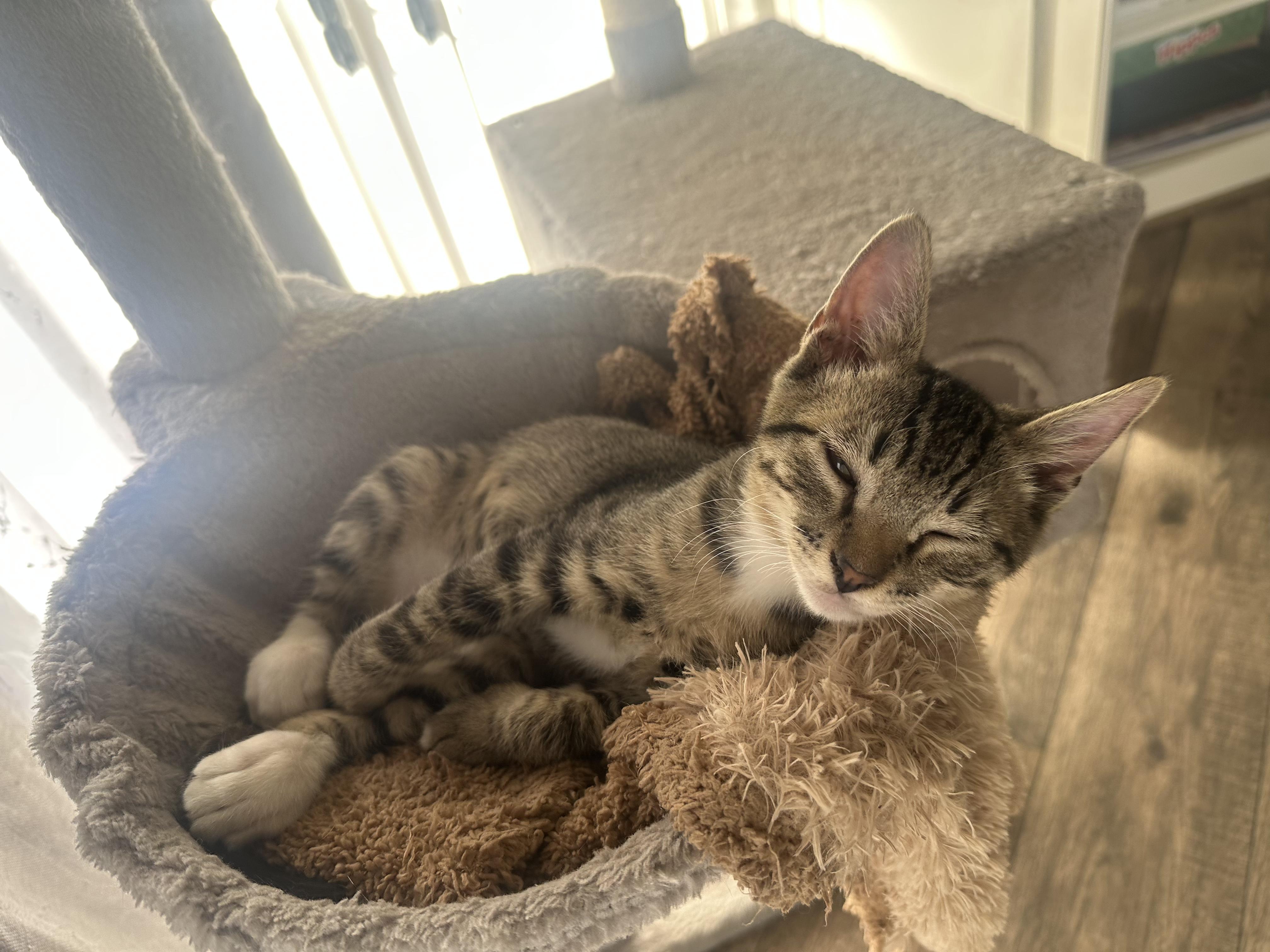 Han, a Adoptable mixed breed in Tracy, CA image 2/4