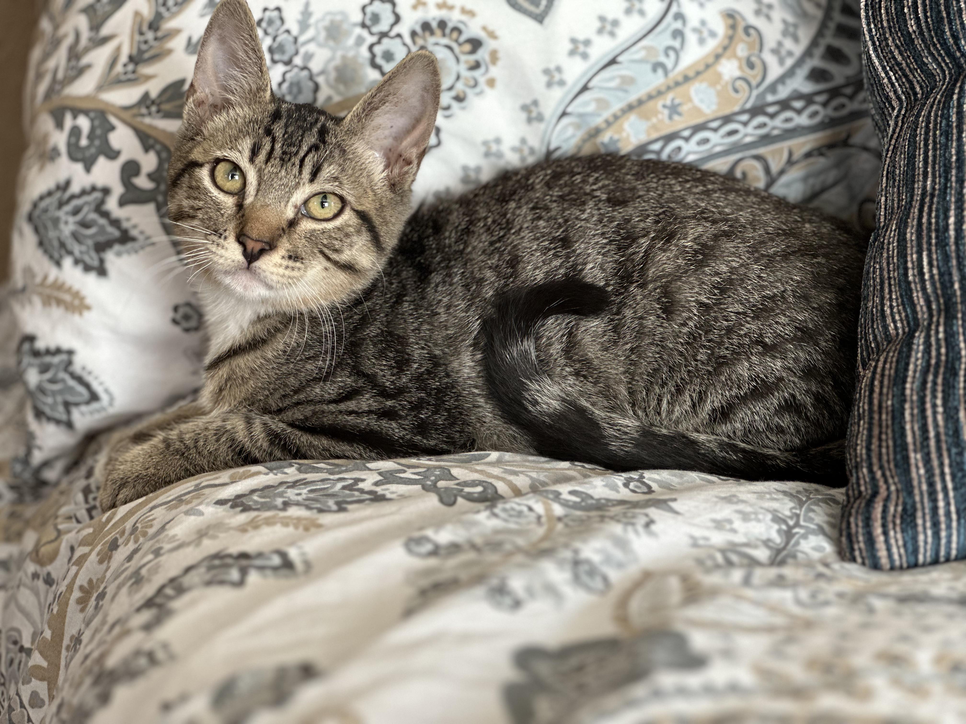 Han, a Adoptable mixed breed in Tracy, CA image 4/4