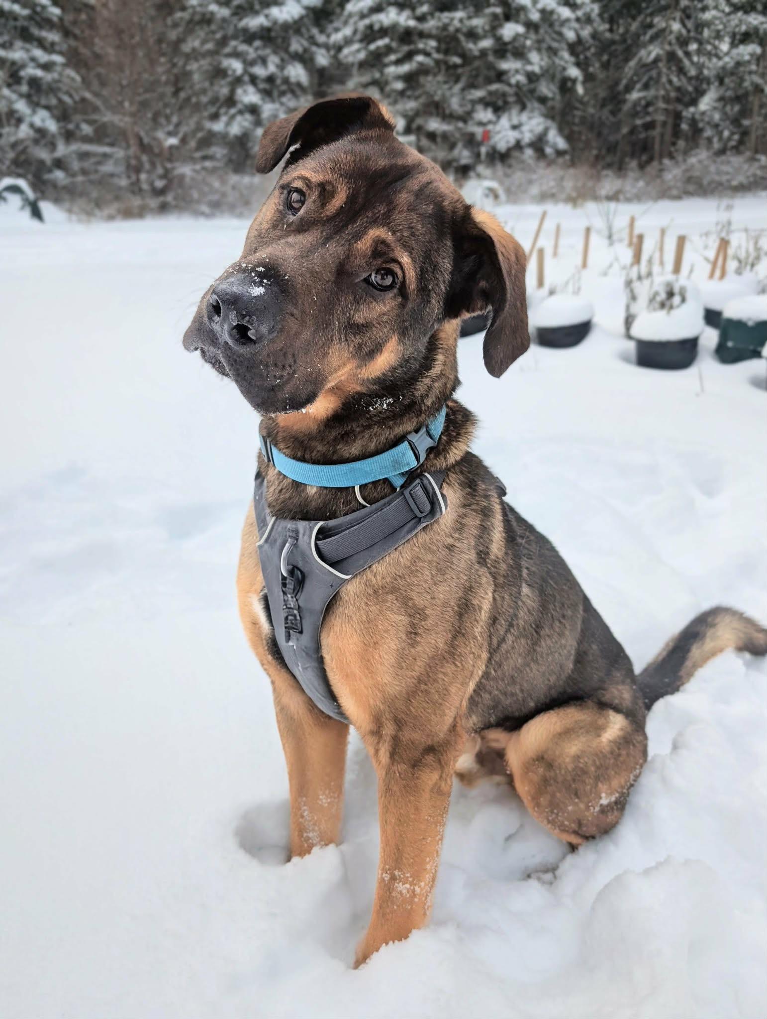 Enlarge Prince, a Adoptable mixed breed in Hay River, NT image 1/6