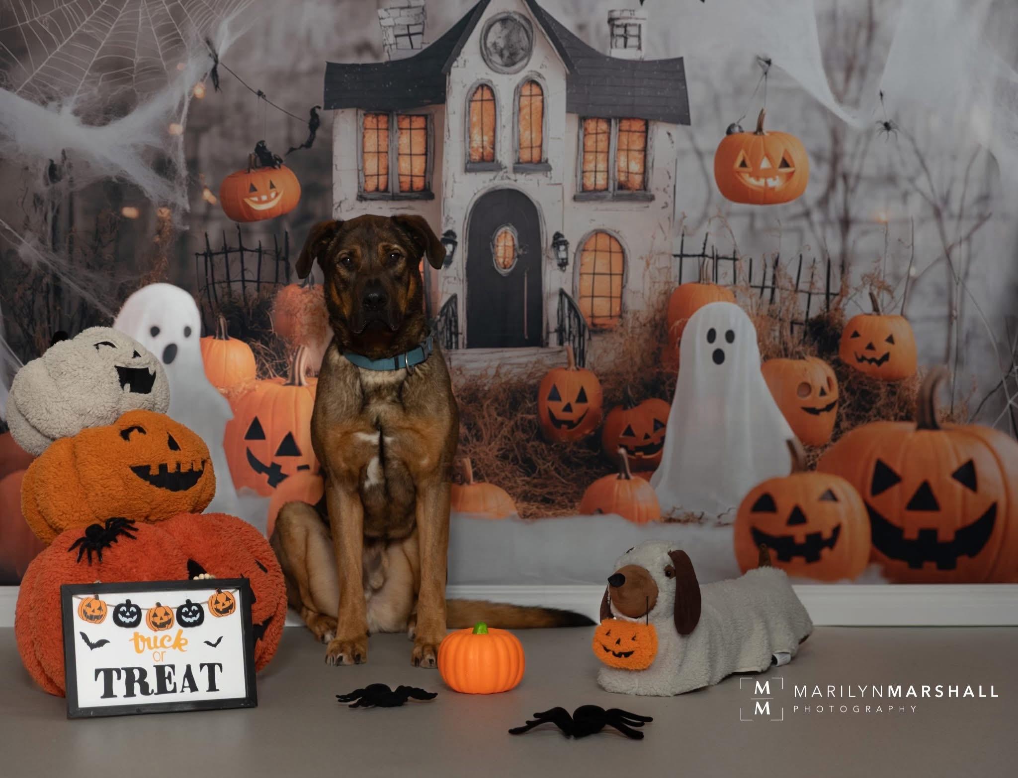 Enlarge Prince, a Adoptable mixed breed in Hay River, NT image 3/6