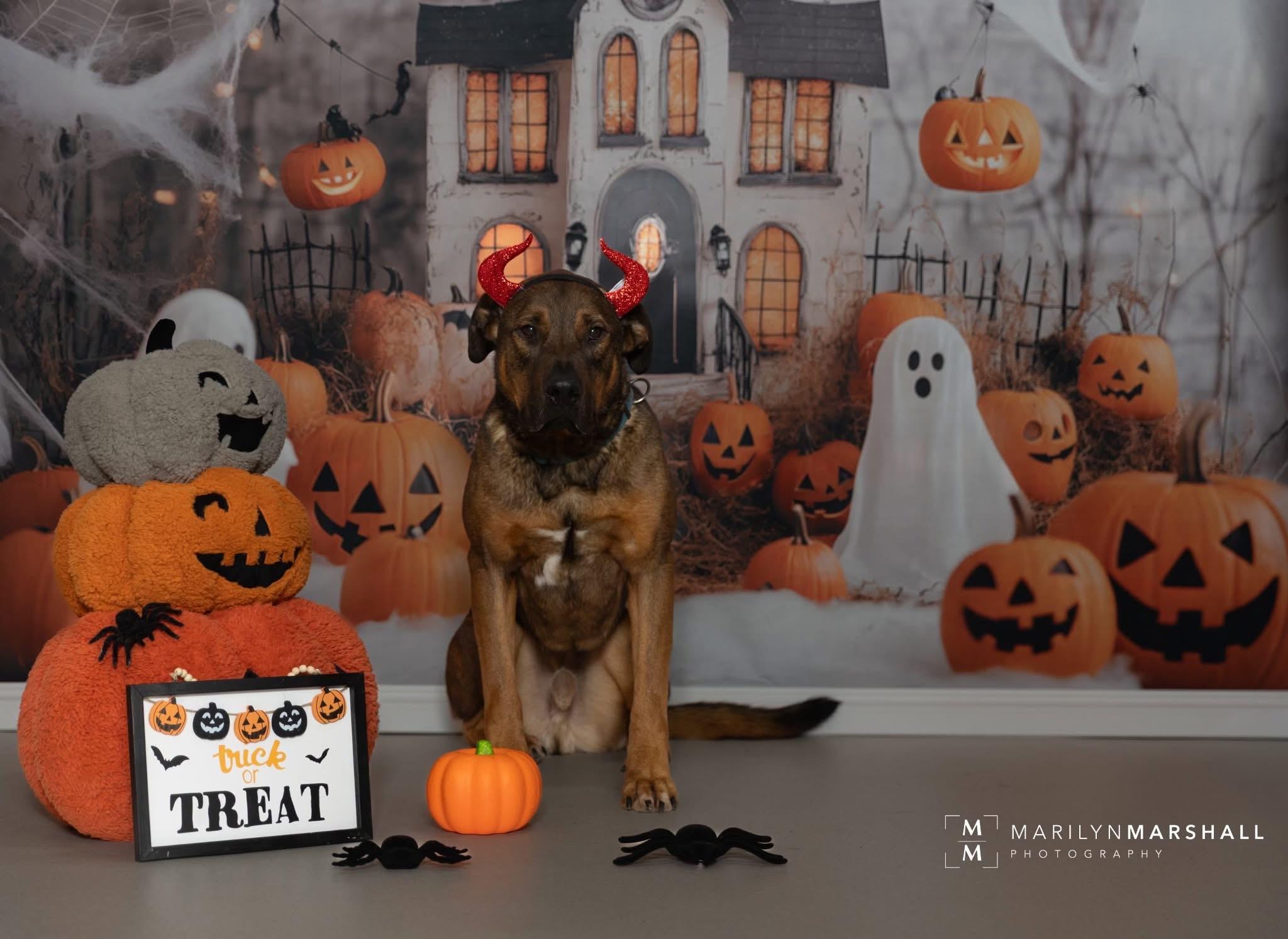 Enlarge Prince, a Adoptable mixed breed in Hay River, NT image 4/6