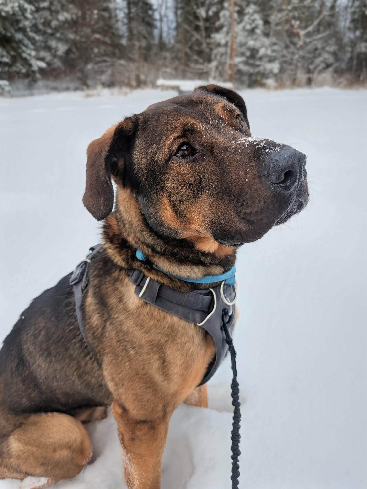 Enlarge Prince, a Adoptable mixed breed in Hay River, NT image 6/6
