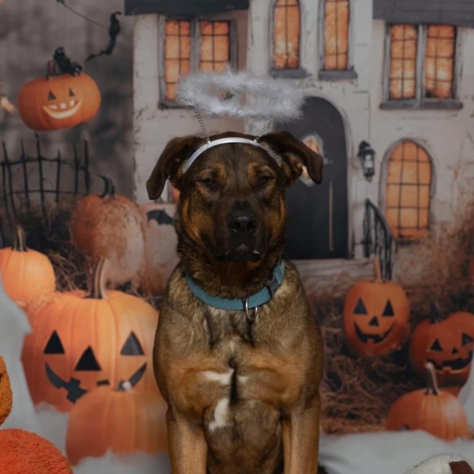 Enlarge Prince, a Adoptable mixed breed in Hay River, NT image 2/6