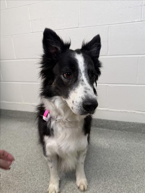 HARLEY, Adoptable, Adult Female Collie & Border Collie.