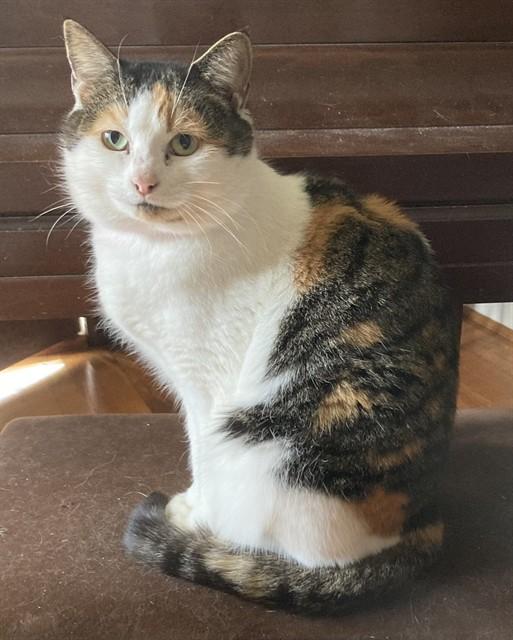 LAVENDER, Adoptable, Adult Female Domestic Short Hair.