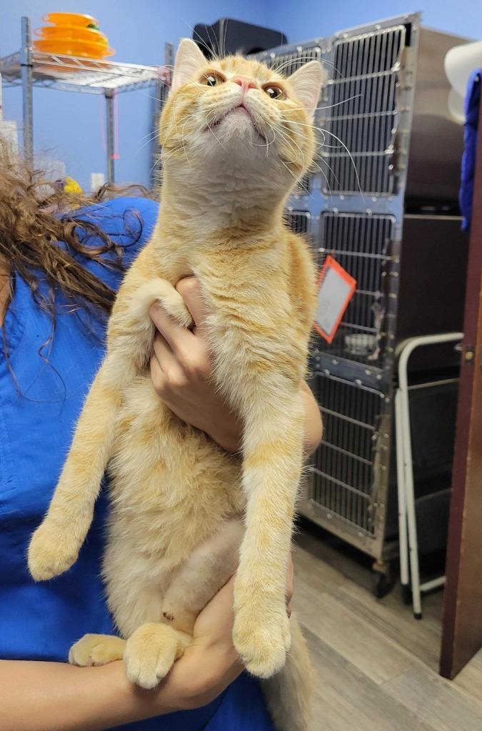 Sunny, Adoptable, Young Male Domestic Short Hair.