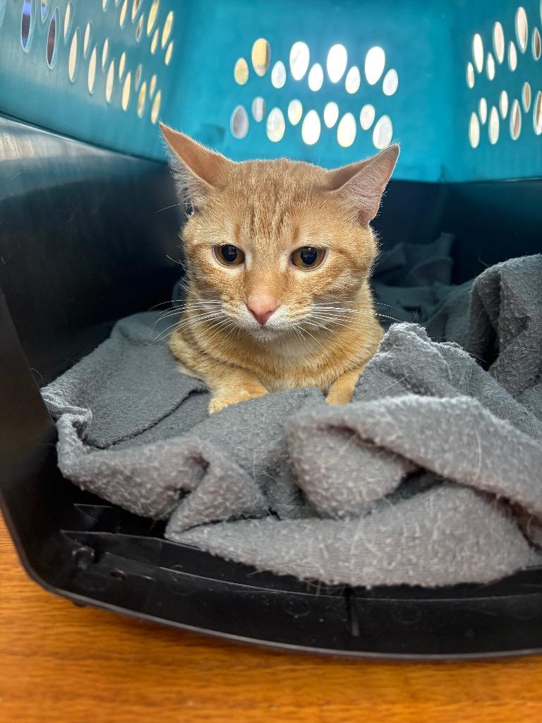 Enlarge Sunny, a Adoptable mixed breed in Fort Worth, TX image 2/2