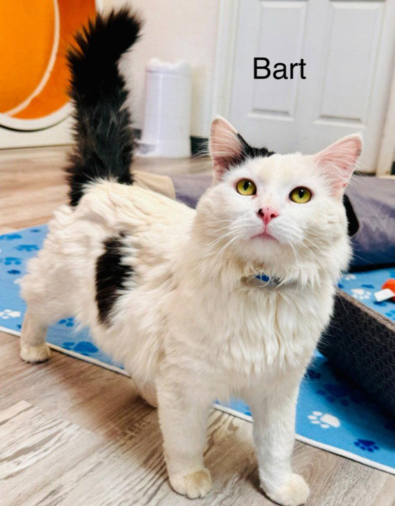 Bart, Adoptable, Adult Male Domestic Long Hair.