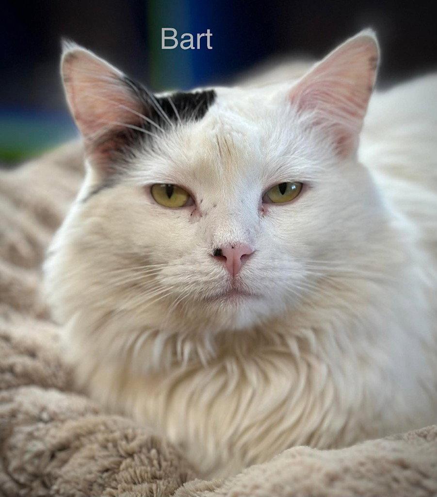 Enlarge Bart, a Adoptable Domestic Long Hair in Saint George, UT image 2/3