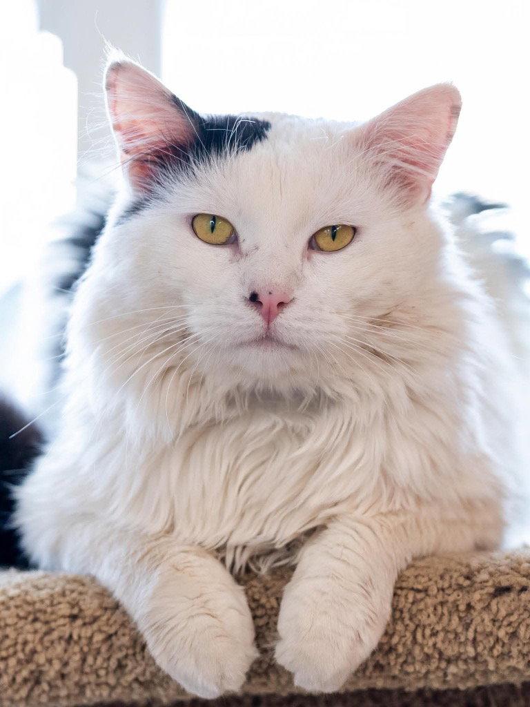 Enlarge Bart, a Adoptable Domestic Long Hair in Saint George, UT image 2/3