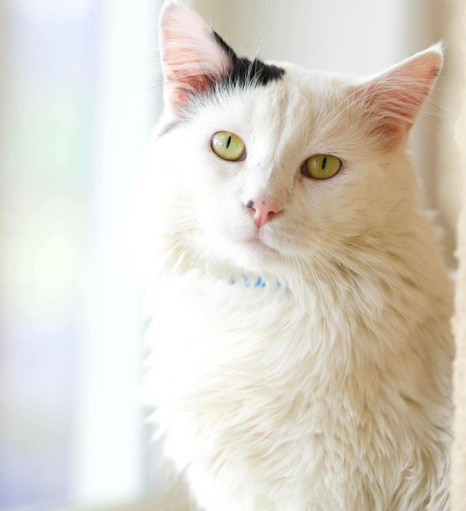 Enlarge Bart, a Adoptable Domestic Long Hair in Saint George, UT image 3/3