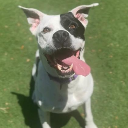 Zeus, ADOPTABLE, Adult Male Pit Bull Terrier.
