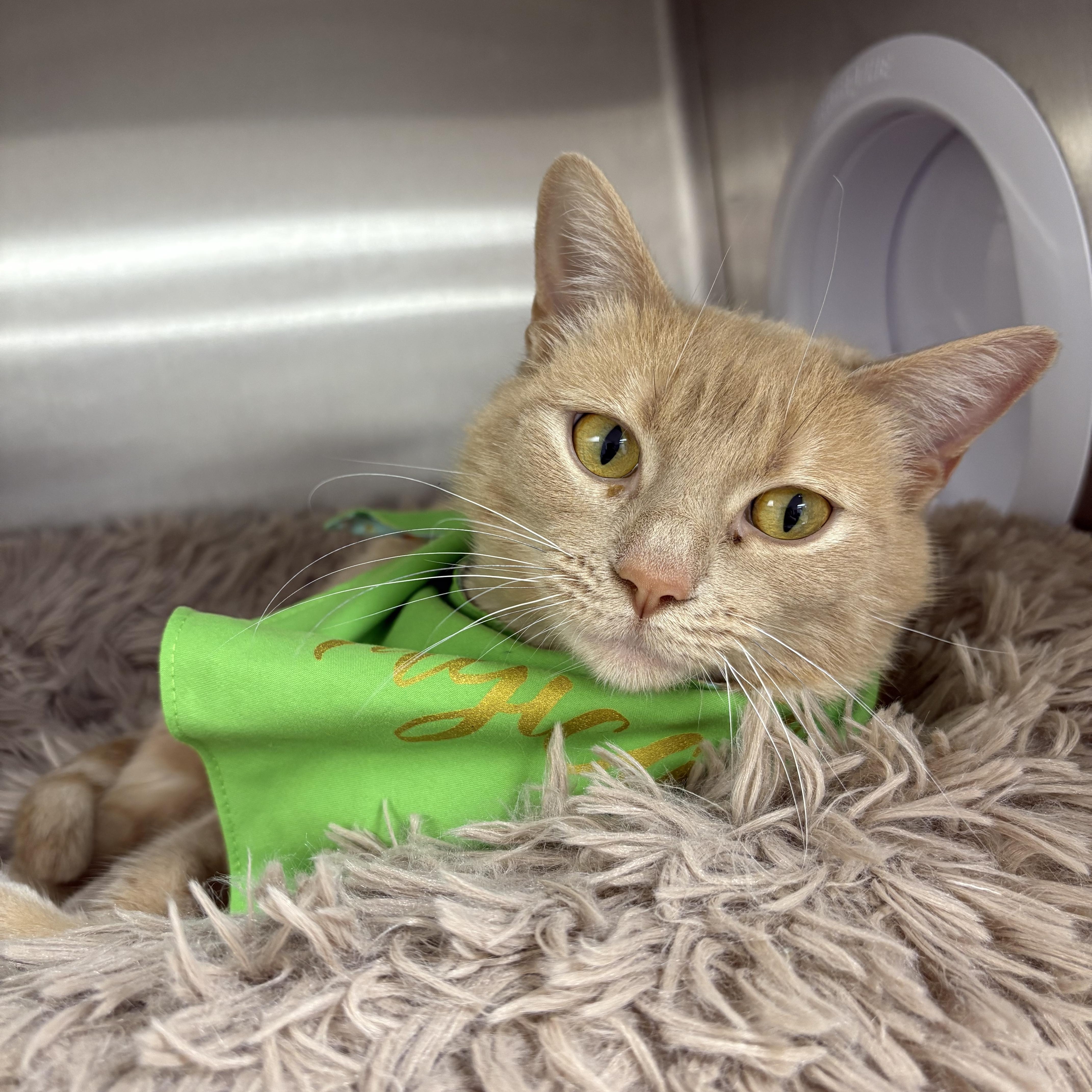 Enlarge Sketty, an adoptable Domestic Short Hair in Blue Springs, MO image 1/2