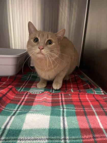 Sketty, ADOPTABLE, Adult Female Domestic Short Hair.