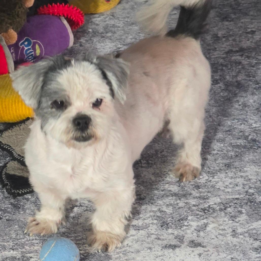 Oreo Fury, Adoptable, Senior Male Shih Tzu.
