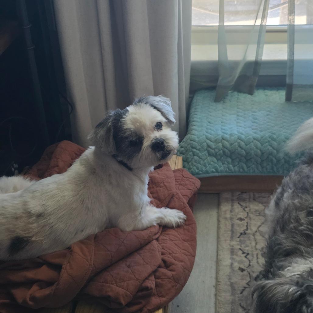 Oreo Fury, a Adoptable Shih Tzu in Gulfport, MS image 3/6