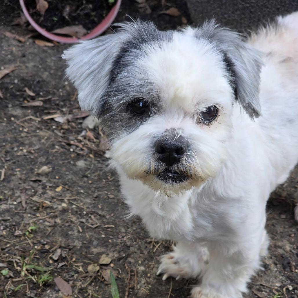 Oreo Fury, a Adoptable Shih Tzu in Gulfport, MS image 4/6