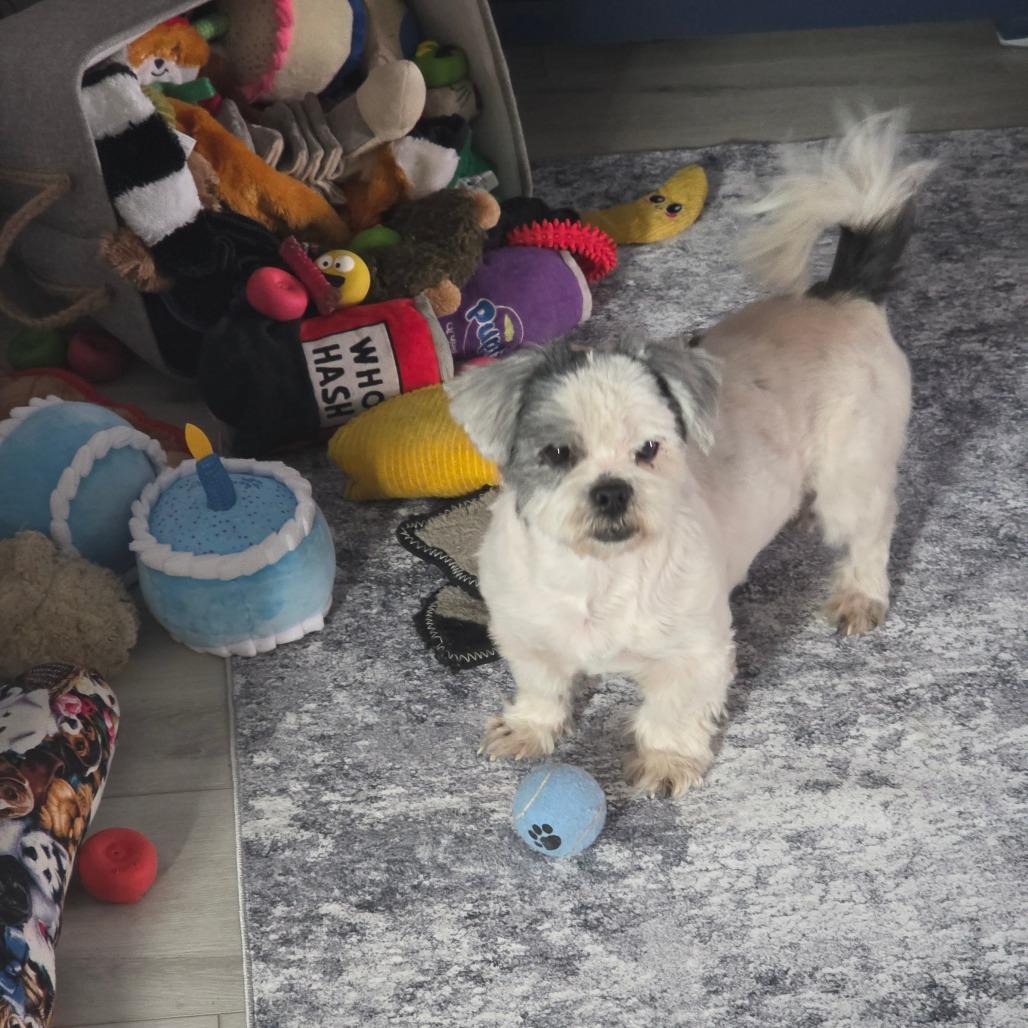 Oreo Fury, a Adoptable Shih Tzu in Gulfport, MS image 5/6