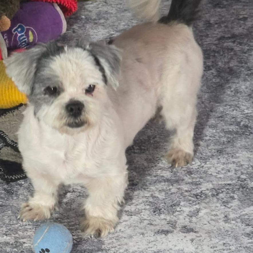 Oreo Fury, a Adoptable Shih Tzu in Gulfport, MS image 6/6