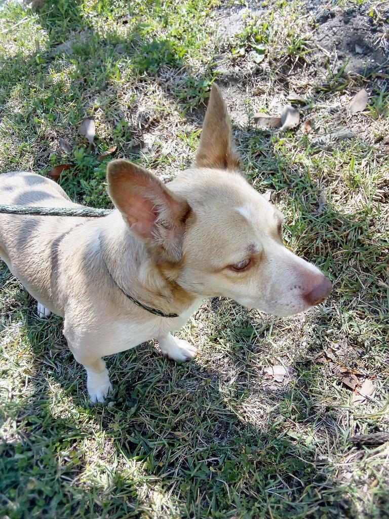 Sadie — thumbnail 4