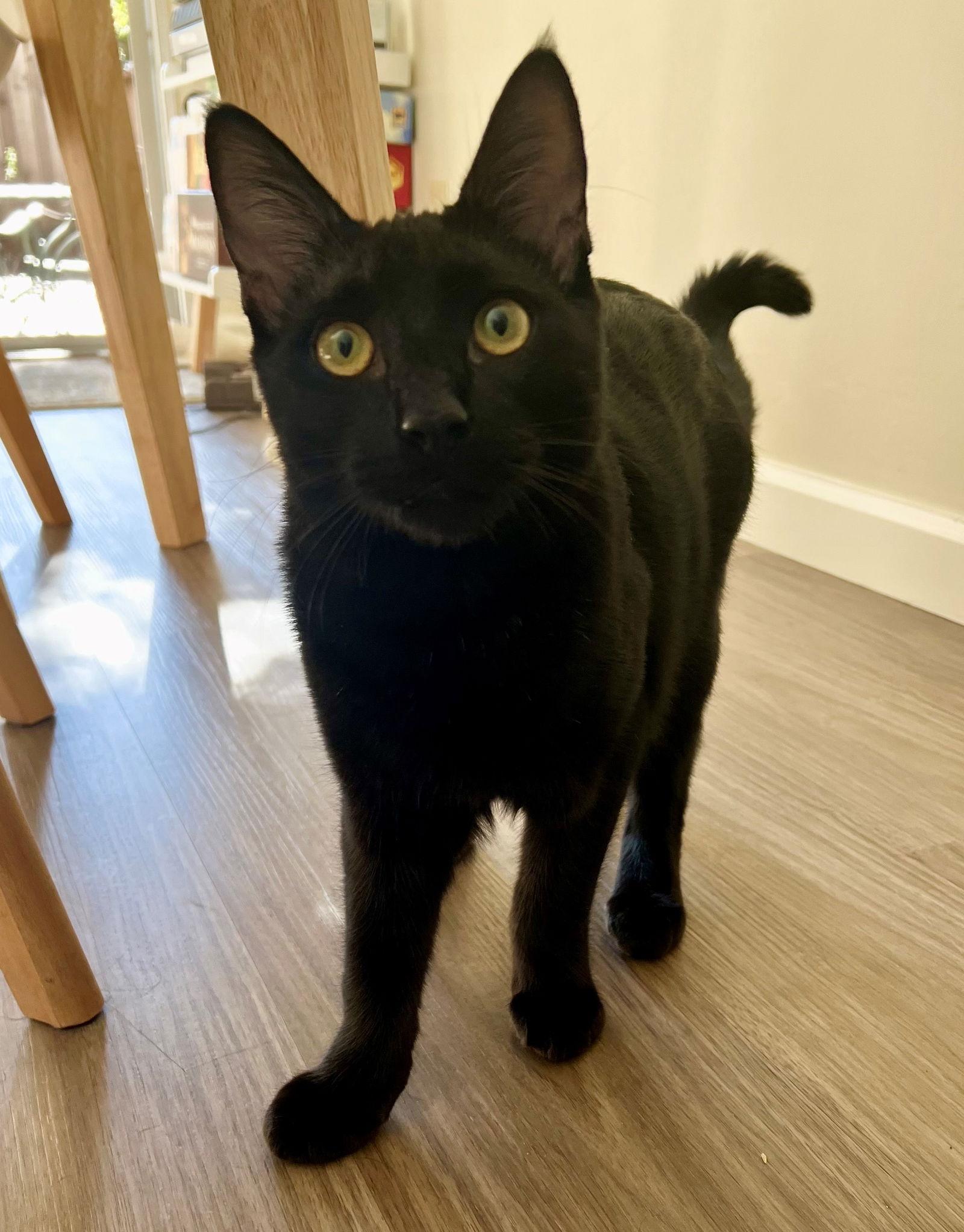 Pasta: Macaroni, Adoptable, Kitten Male Domestic Short Hair.