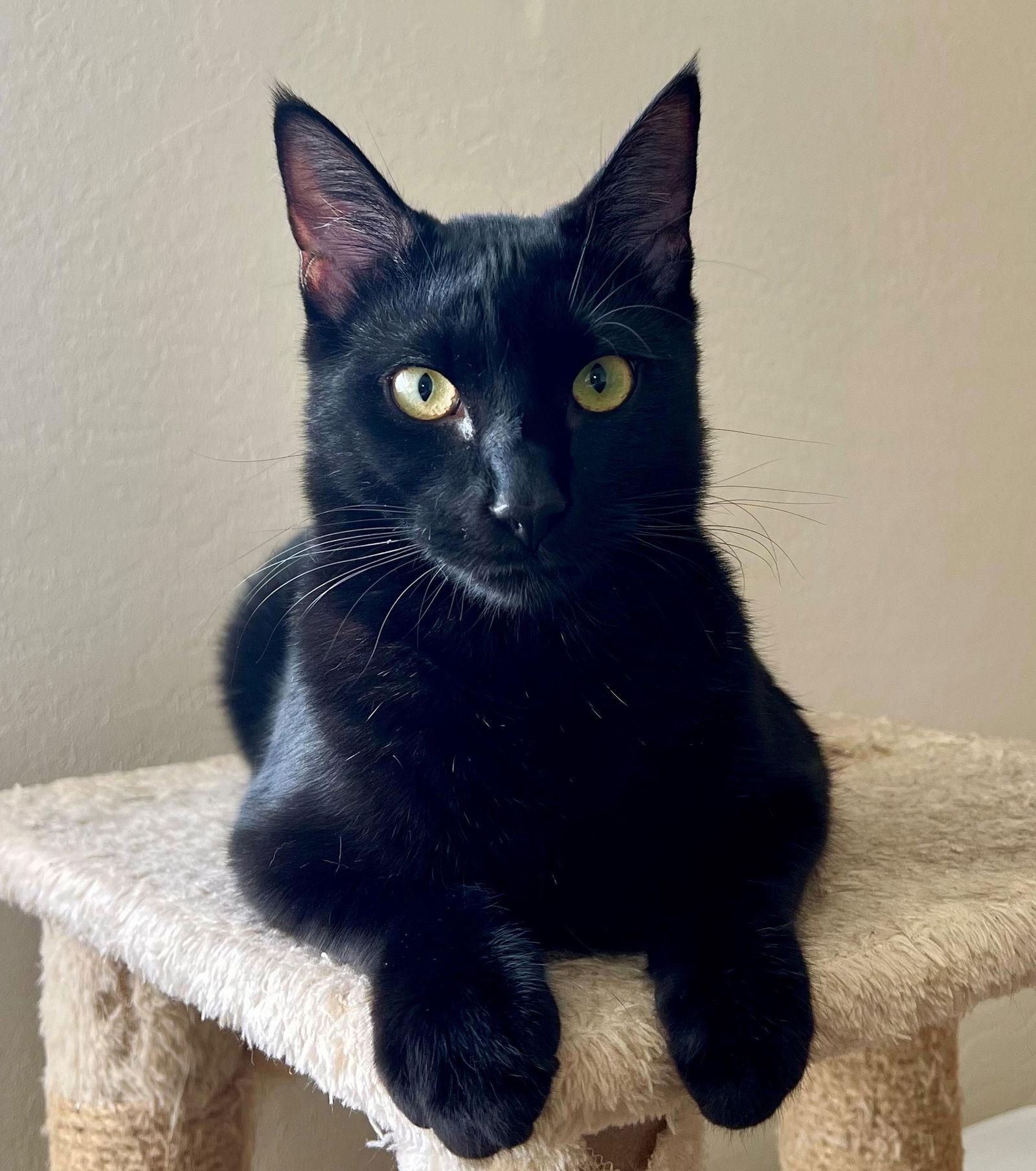 Pasta: Macaroni, Adoptable, Kitten Male Domestic Short Hair.