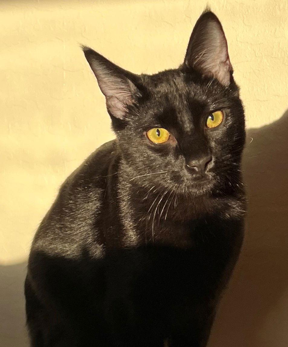 Enlarge Pasta: Macaroni, a Adoptable Domestic Short Hair in Palo Alto, CA image 2/3