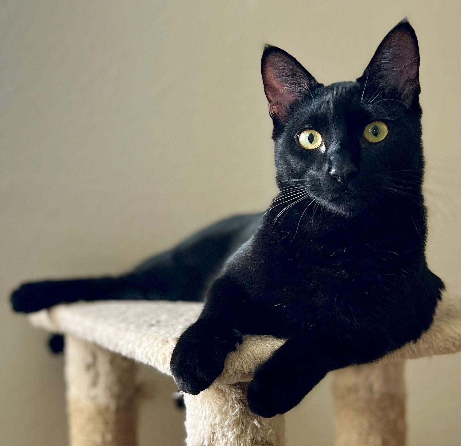 Enlarge Pasta: Macaroni, a Adopted Domestic Short Hair in Palo Alto, CA image 2/3