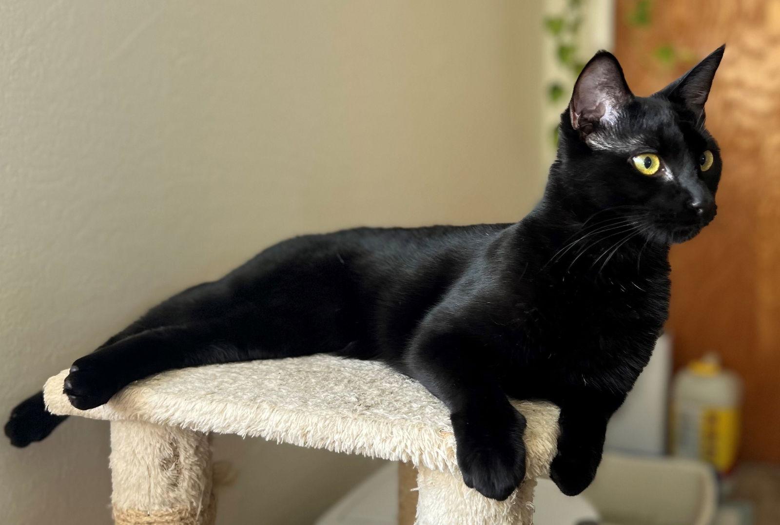 Enlarge Pasta: Macaroni, a Adopted Domestic Short Hair in Palo Alto, CA image 3/3