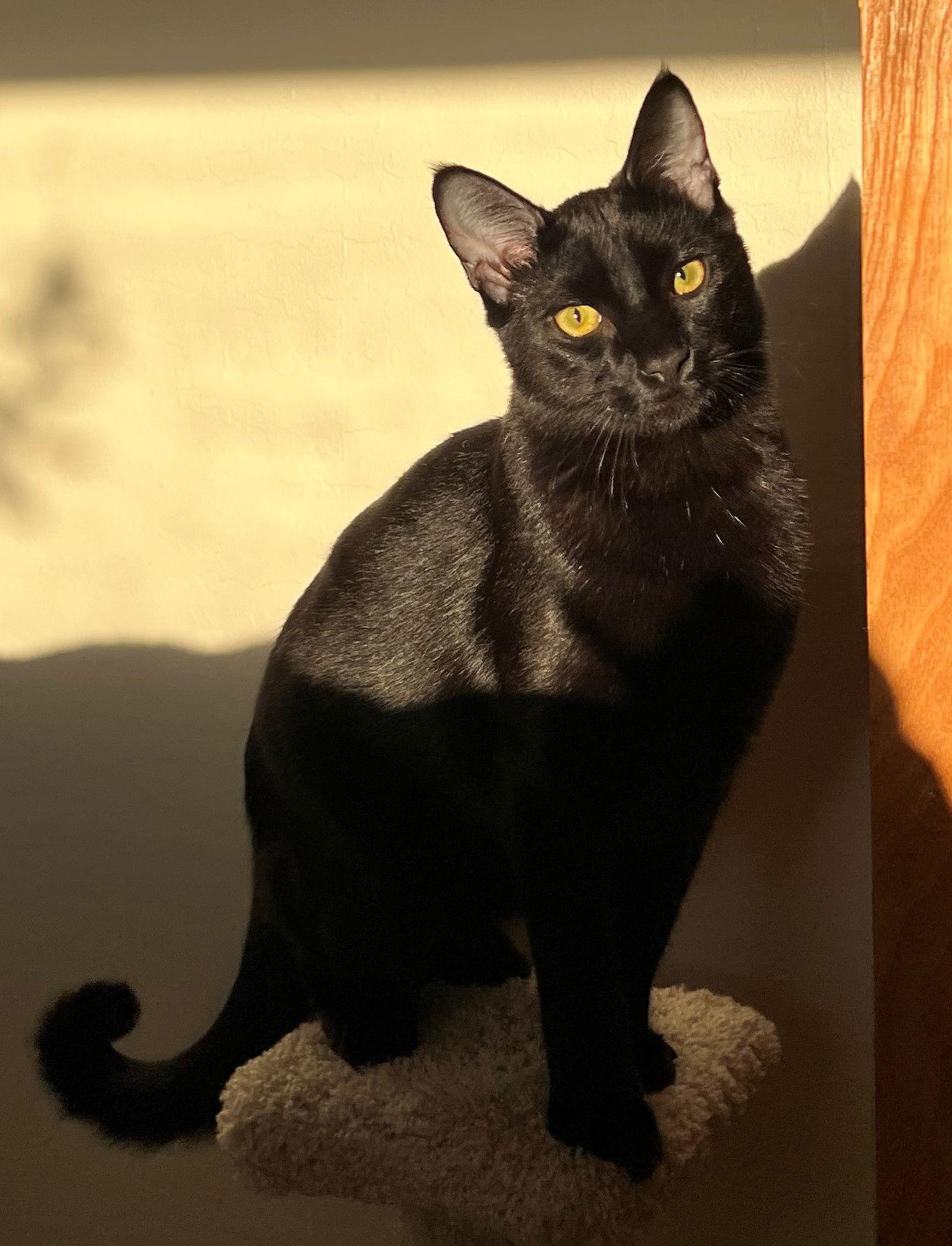 Enlarge Pasta: Macaroni, a Adoptable Domestic Short Hair in Palo Alto, CA image 3/3