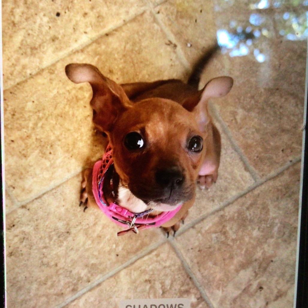Enlarge Jolene aka Kiwi, a Adoptable mixed breed in New Orleans, LA image 1/1