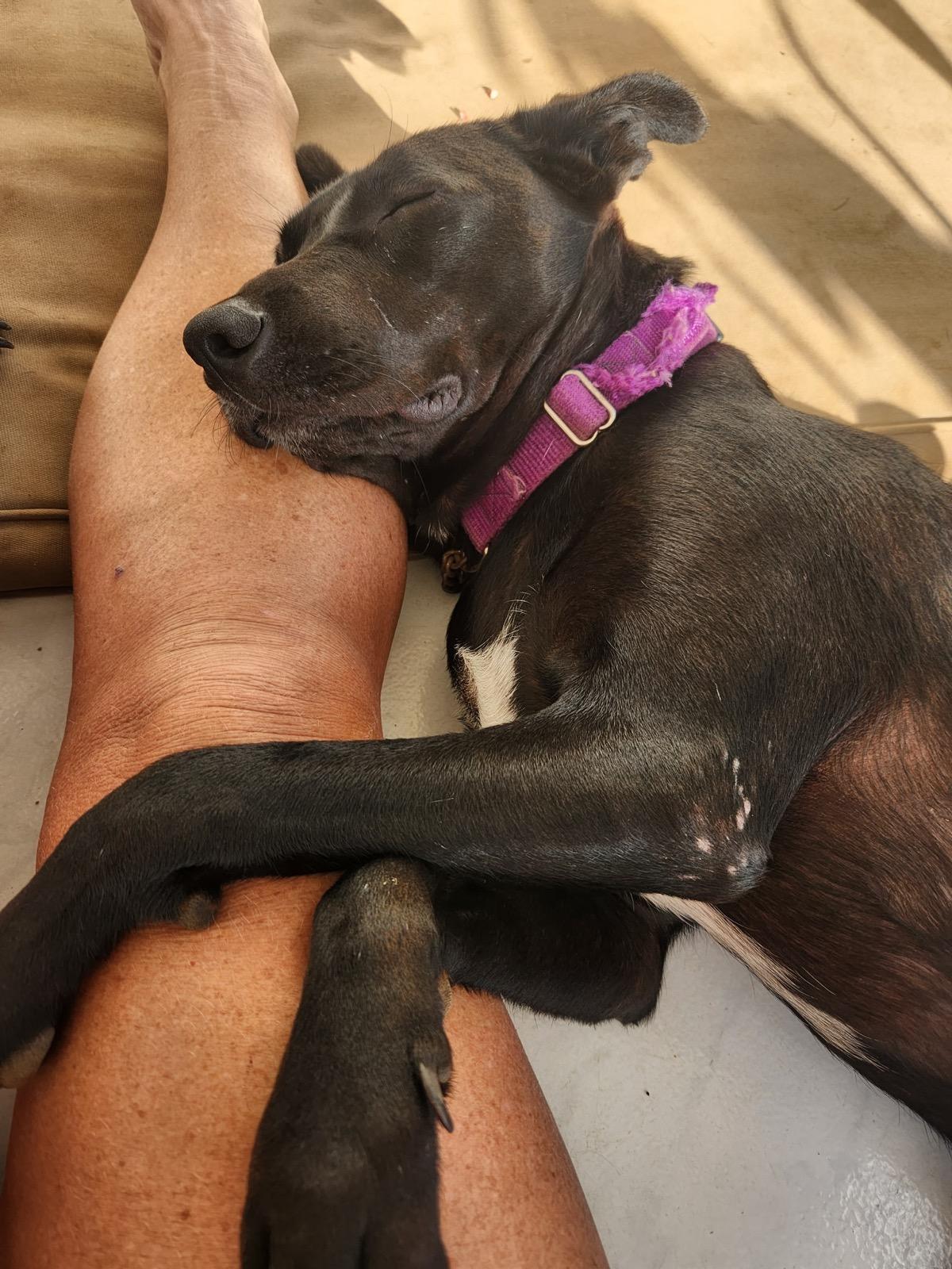 Shiloh, Adoptable, Young Male Labrador Retriever.