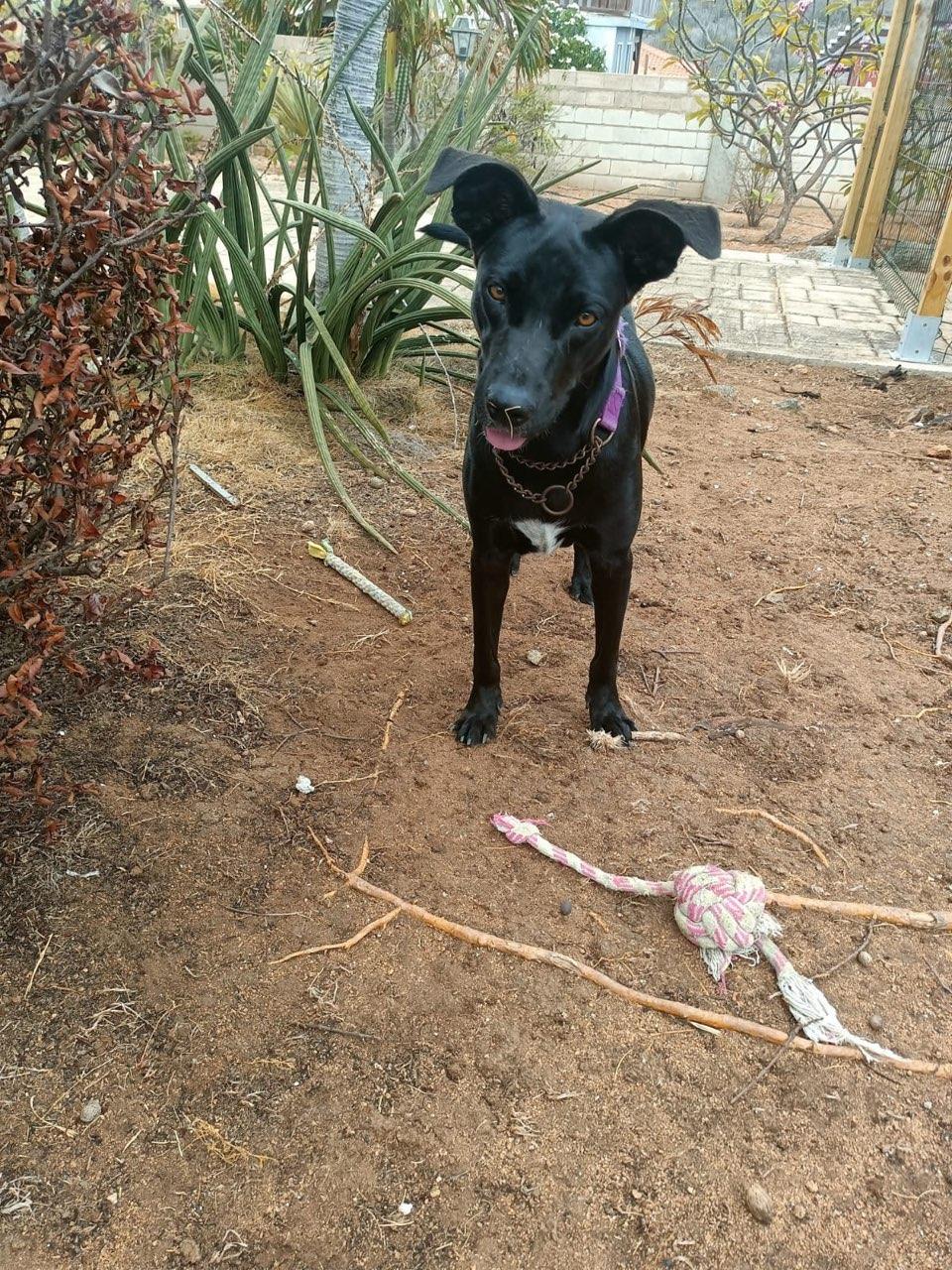 Enlarge Shiloh, a Adoptable mixed breed in Glen Rock, NJ image 3/5