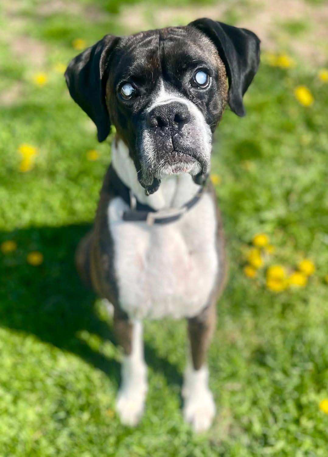 Enlarge Giggin, a ADOPTABLE Boxer in Mechanicsburg, PA image 2/3