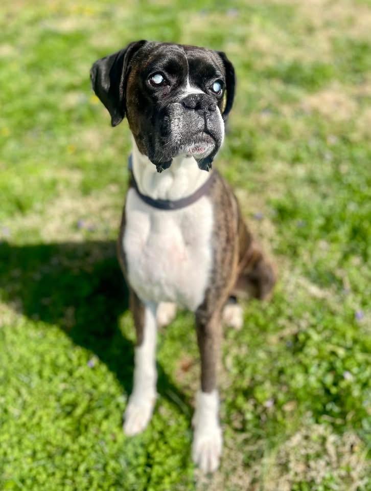 Enlarge Giggin, a ADOPTABLE Boxer in Mechanicsburg, PA image 1/3