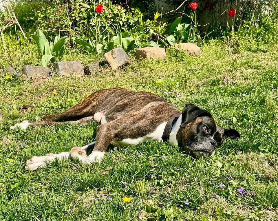 Enlarge Giggin, a ADOPTABLE Boxer in Mechanicsburg, PA image 3/3