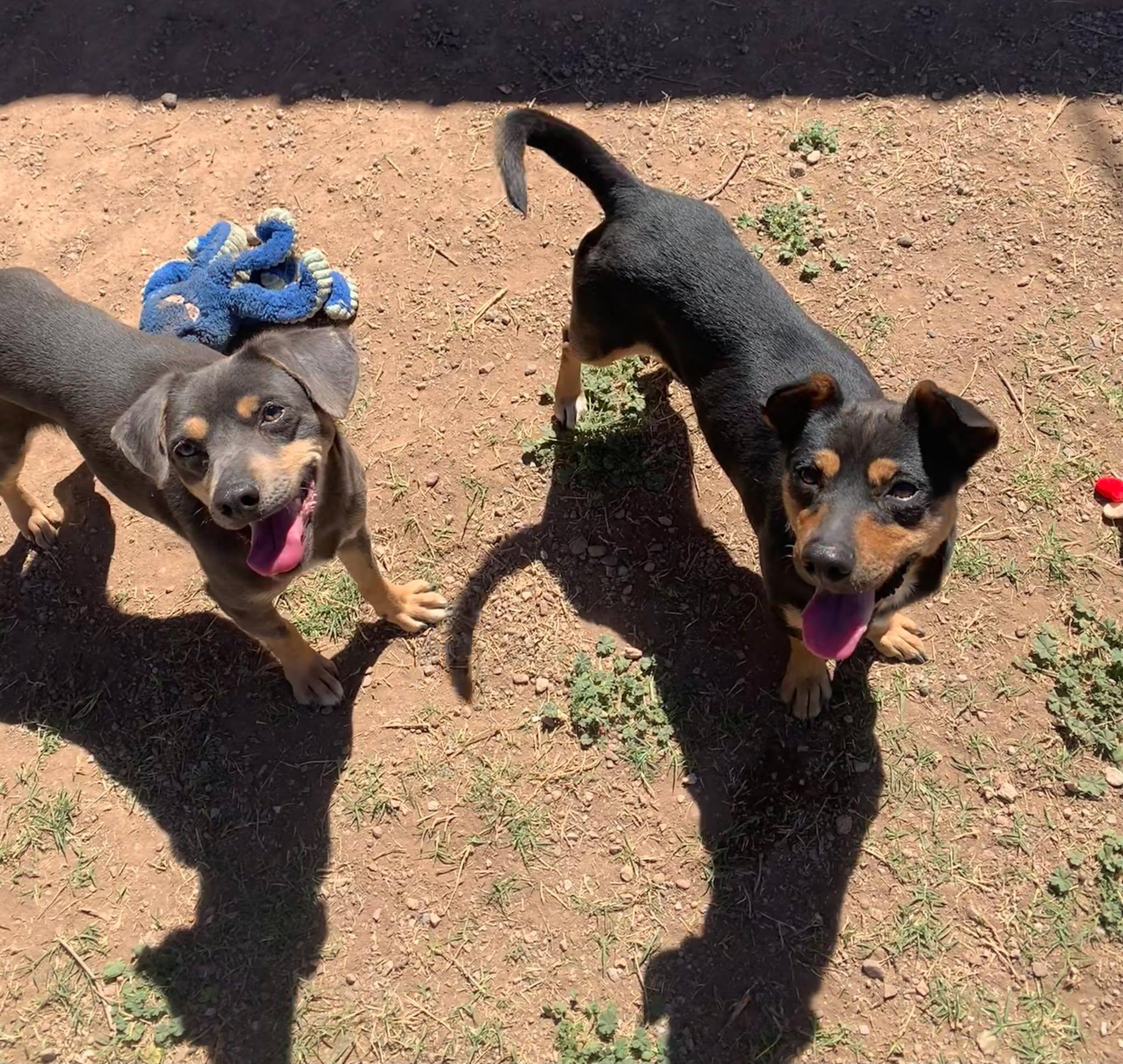 Thelma (grey & tan) and Louise (black & tan), ADOPTABLE, Young Female Miniature Pinscher & Mixed Breed.