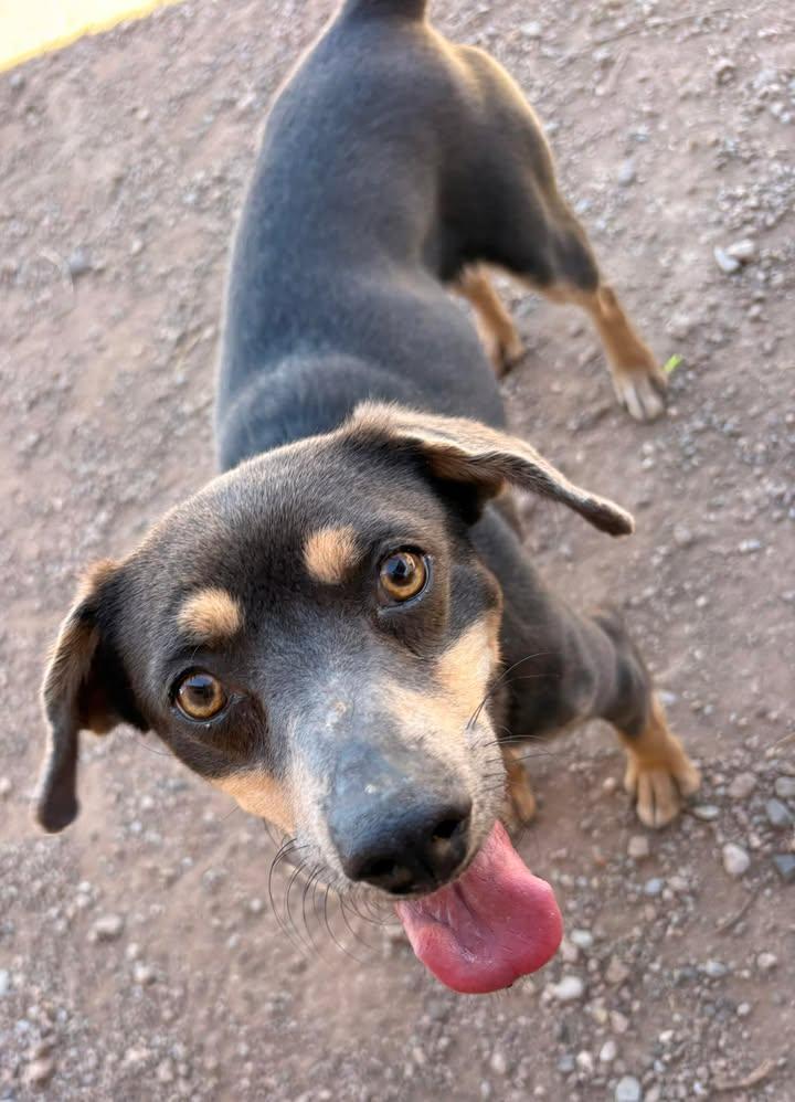 Thelma (grey & tan) and Louise (black & tan), a ADOPTABLE mixed breed in Bisbee, AZ image 2/4