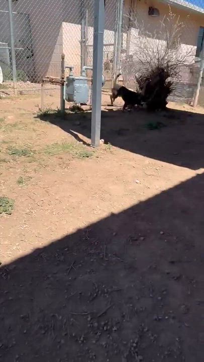 Enlarge Thelma (grey & tan) and Louise (black & tan), a ADOPTABLE mixed breed in Bisbee, AZ video 4/4